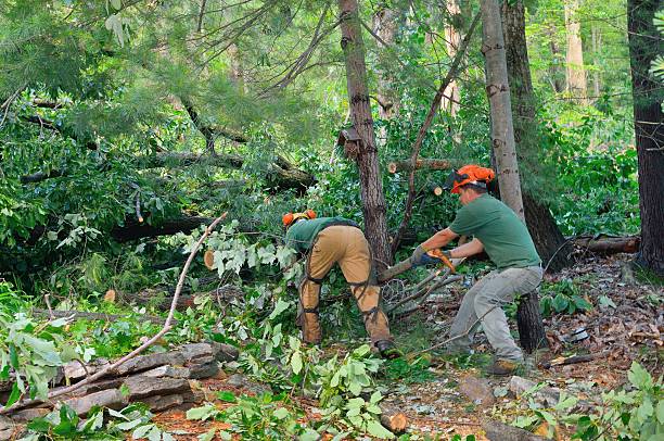 Best Tree Pruning Services  in Fairfax, SC